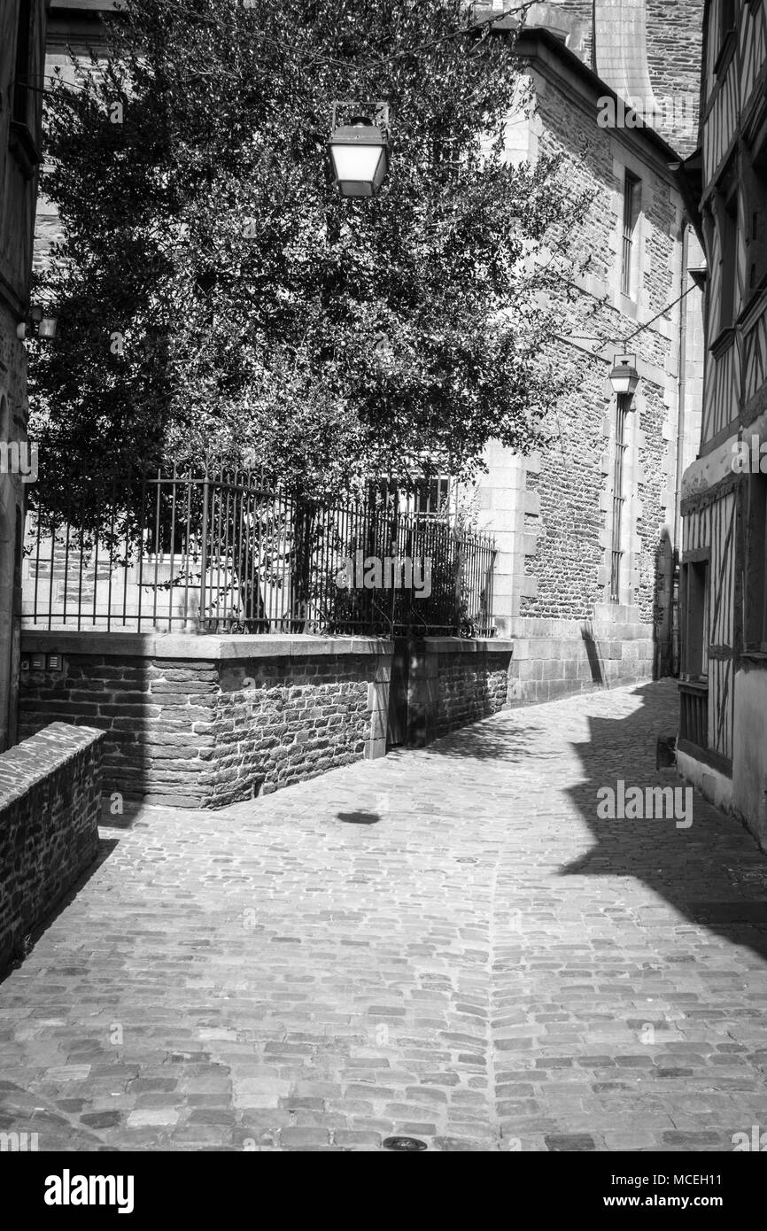 Old tree alley Black and White Stock Photos & Images Alamy
