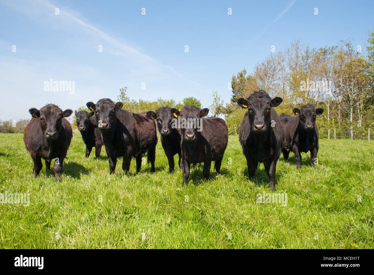 Black Dexter pedigree young stock grazing in a field in Cumbria. Stock Photo
