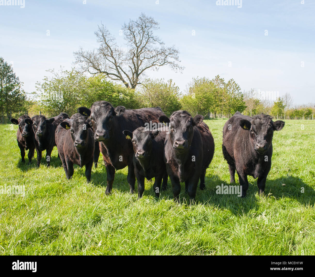 Black pedigree Dexter cow and black pedigree Dexter calves grazing in a field in Cumbria. Stock Photo