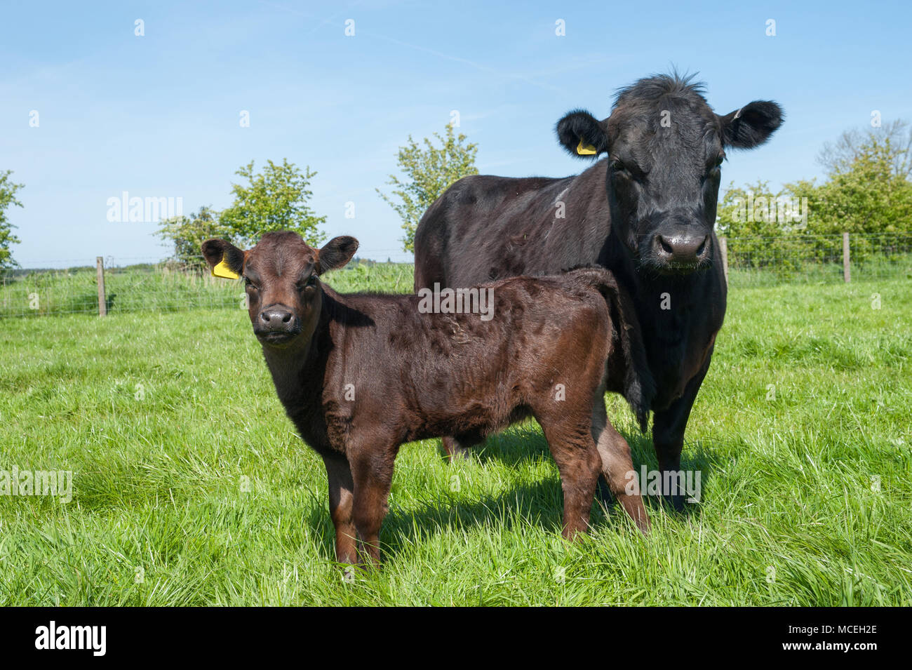 Black pedigree Dexter cow and pedigree Dexter calf grazing in a field in Cumbria. Stock Photo