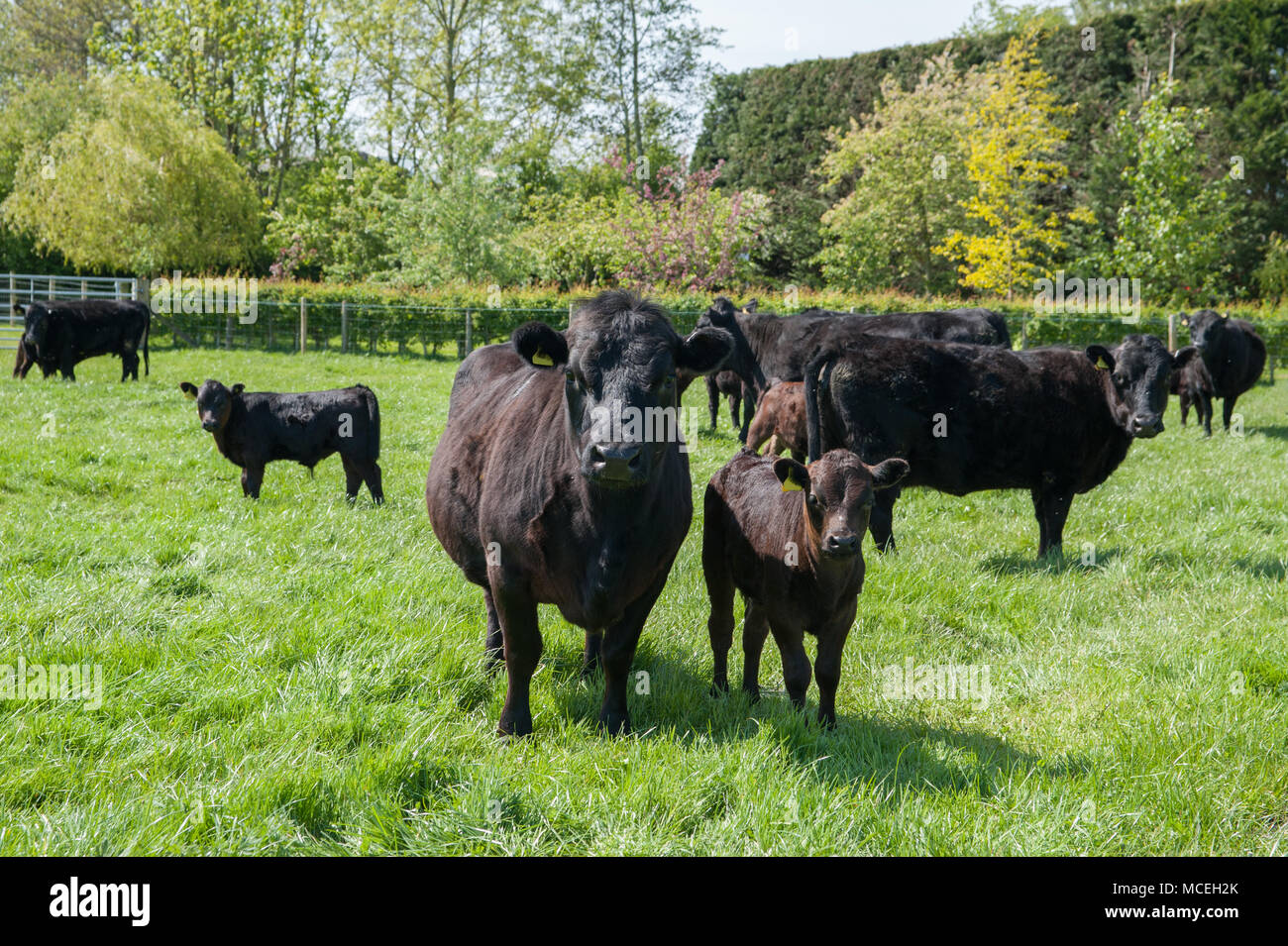 Black pedigree Dexter cows and black pedigree Dexter calves grazing in a field in Cumbria. Stock Photo