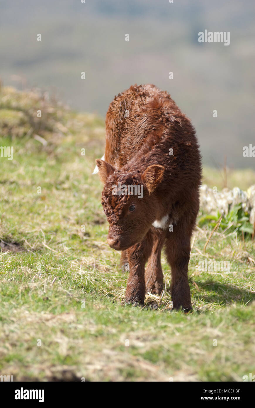 Pure Luing calf grazing on a hillside in South Cumbria Stock Photo