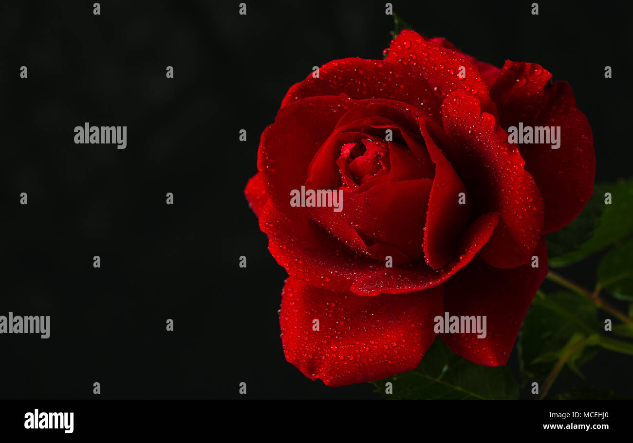 red rose in close up view Stock Photo - Alamy
