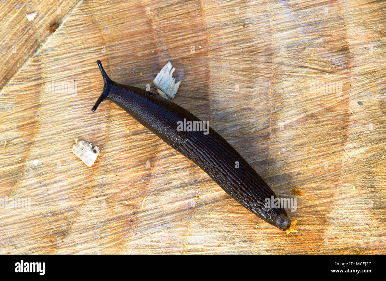 Black slug crawling on a tree trunk Stock Photo