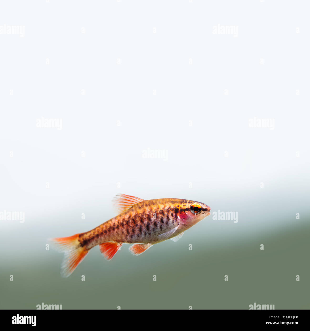 Fishtank landscape with red orange fish cherry Barb. Tropical freshwater aquarium with female Puntius titteya pet belonging to the family Cyprinidae. Copy space. Stock Photo