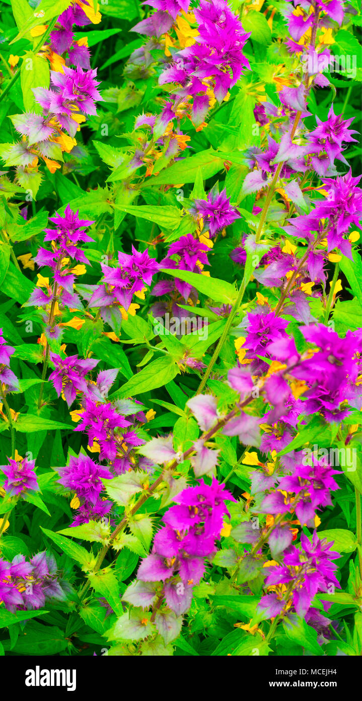 the rosebay (fireweed Stock Photo Alamy