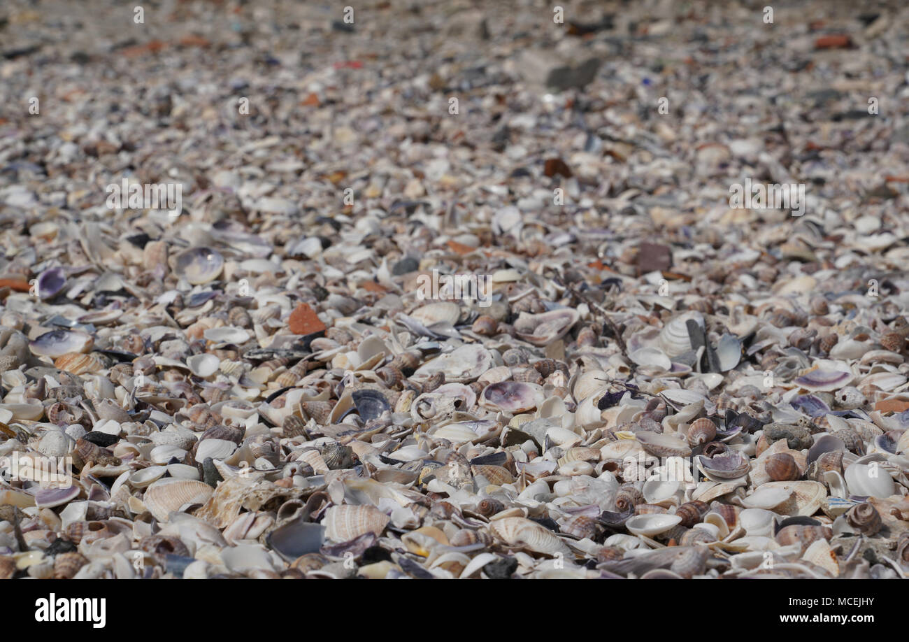 Many different empty sea shells in Marmara Sea Stock Photo