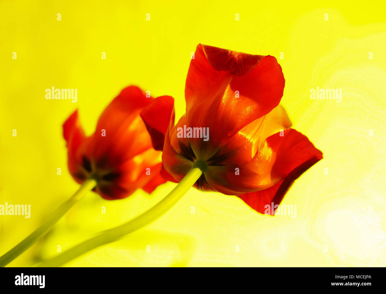 Two red tulips on isolated yellow background Stock Photo