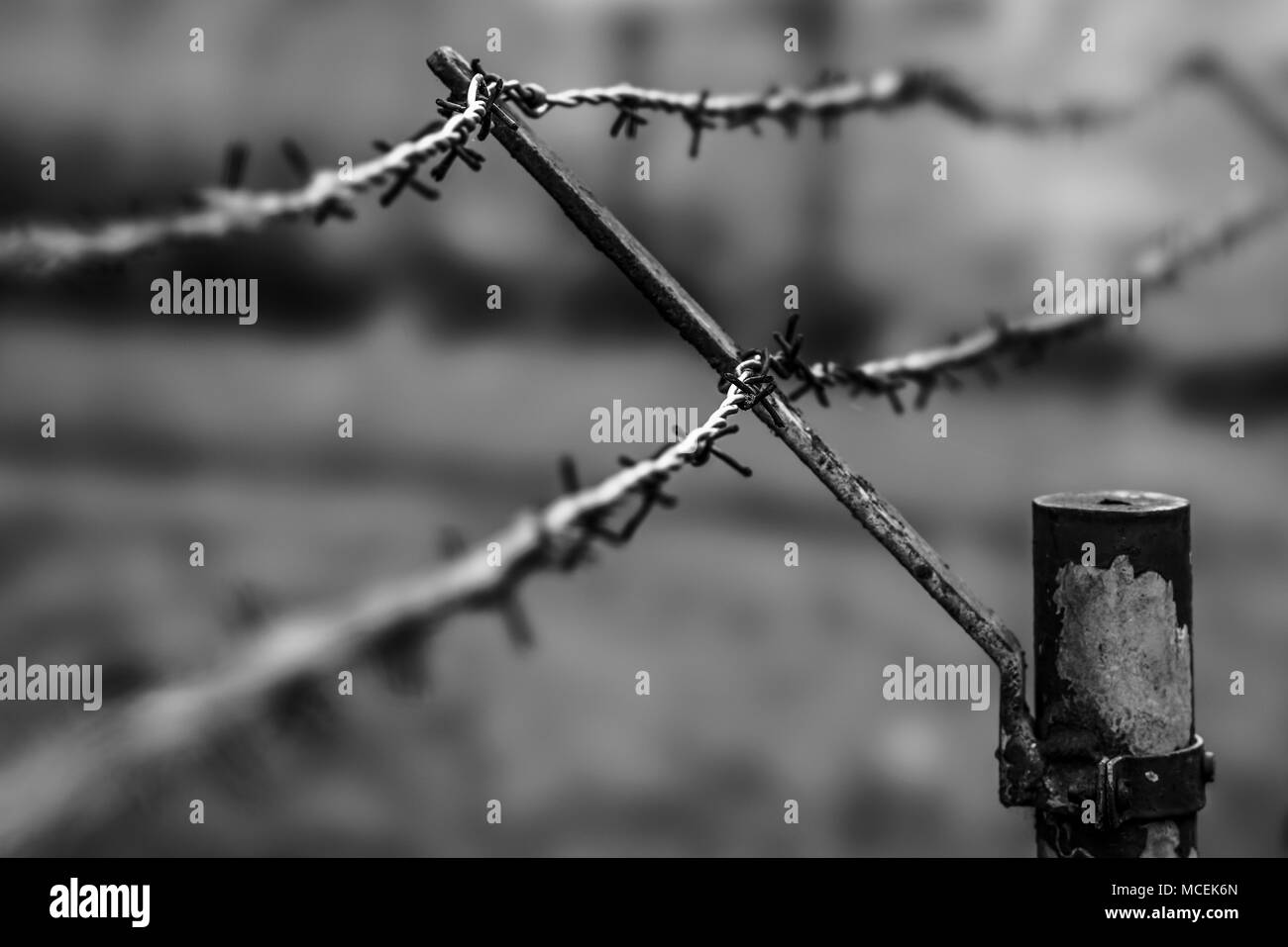 A barbed wire Stock Photo