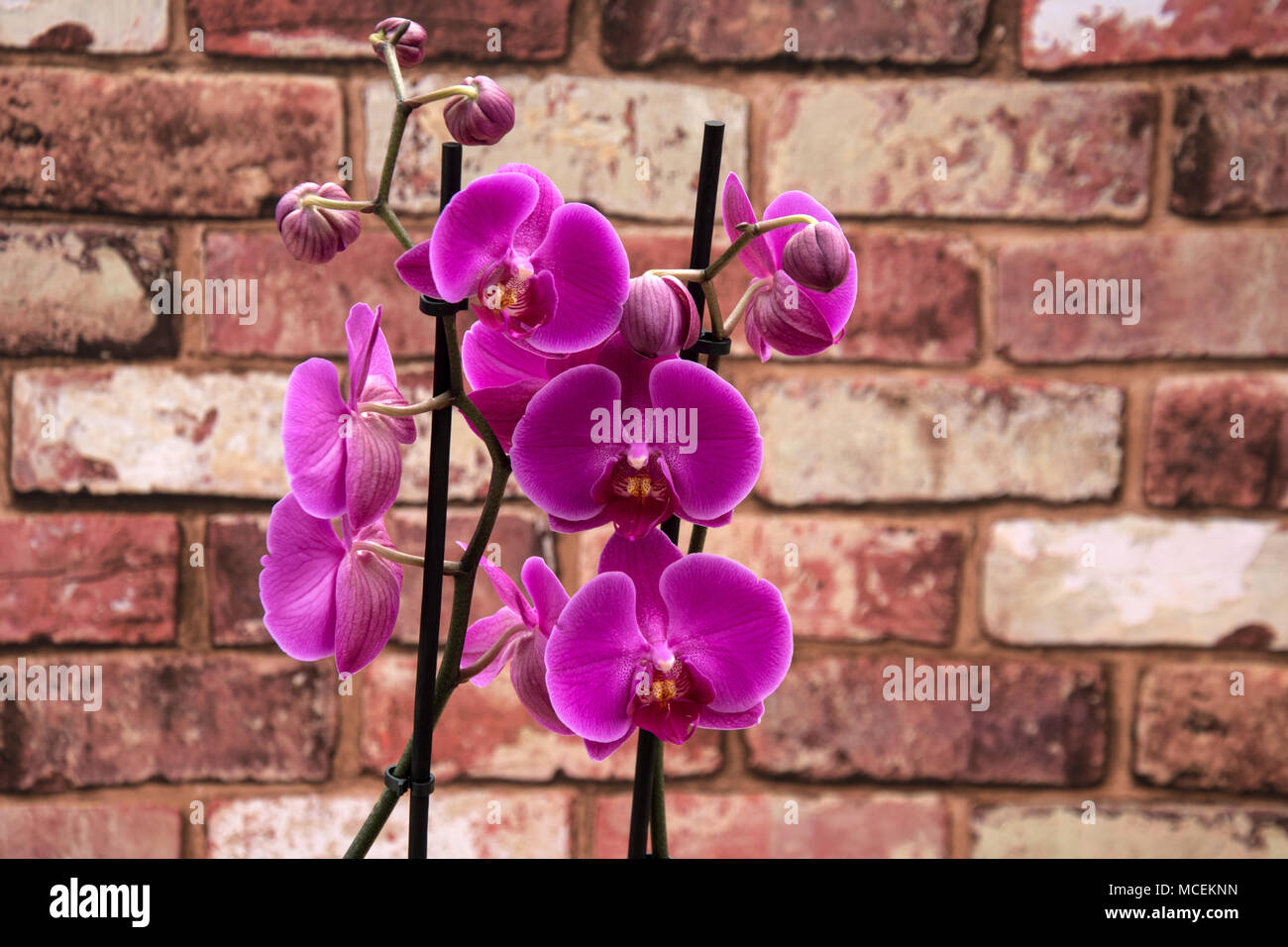 Wall Of Orchids - Life Must Go On Orchids