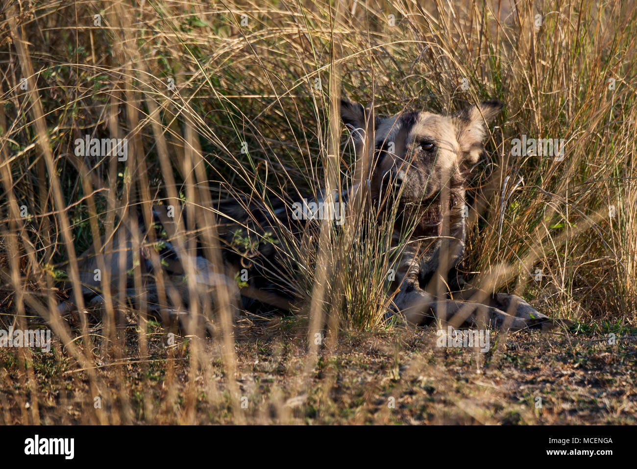 PREGNANT FEMALE PAINTED DOG (LYCAON PICTUS) RESTING IN BRUSH, ZAMBIA Stock Photo