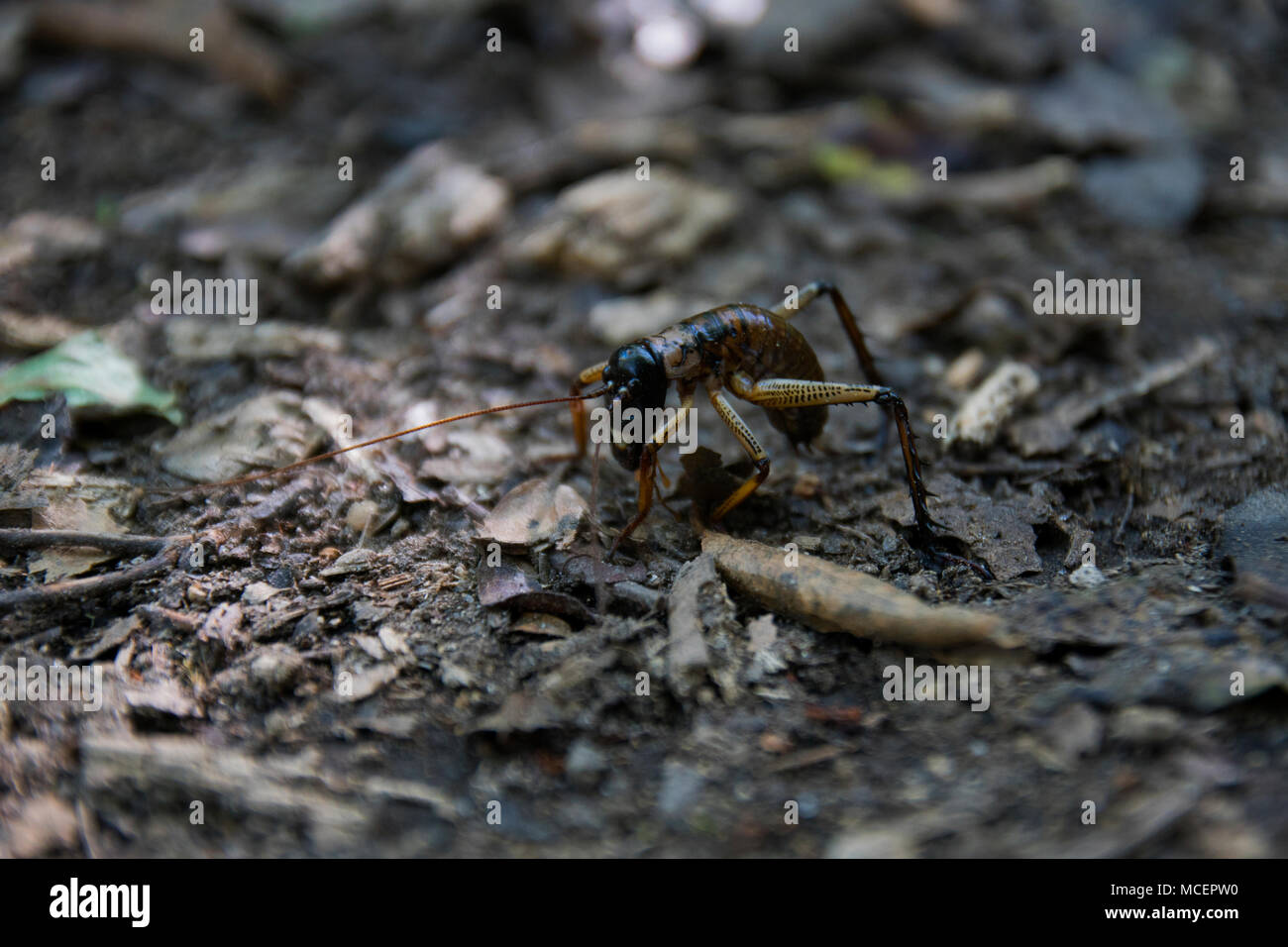 Weta insect crawls on forest floor in New Zealand Stock Photo