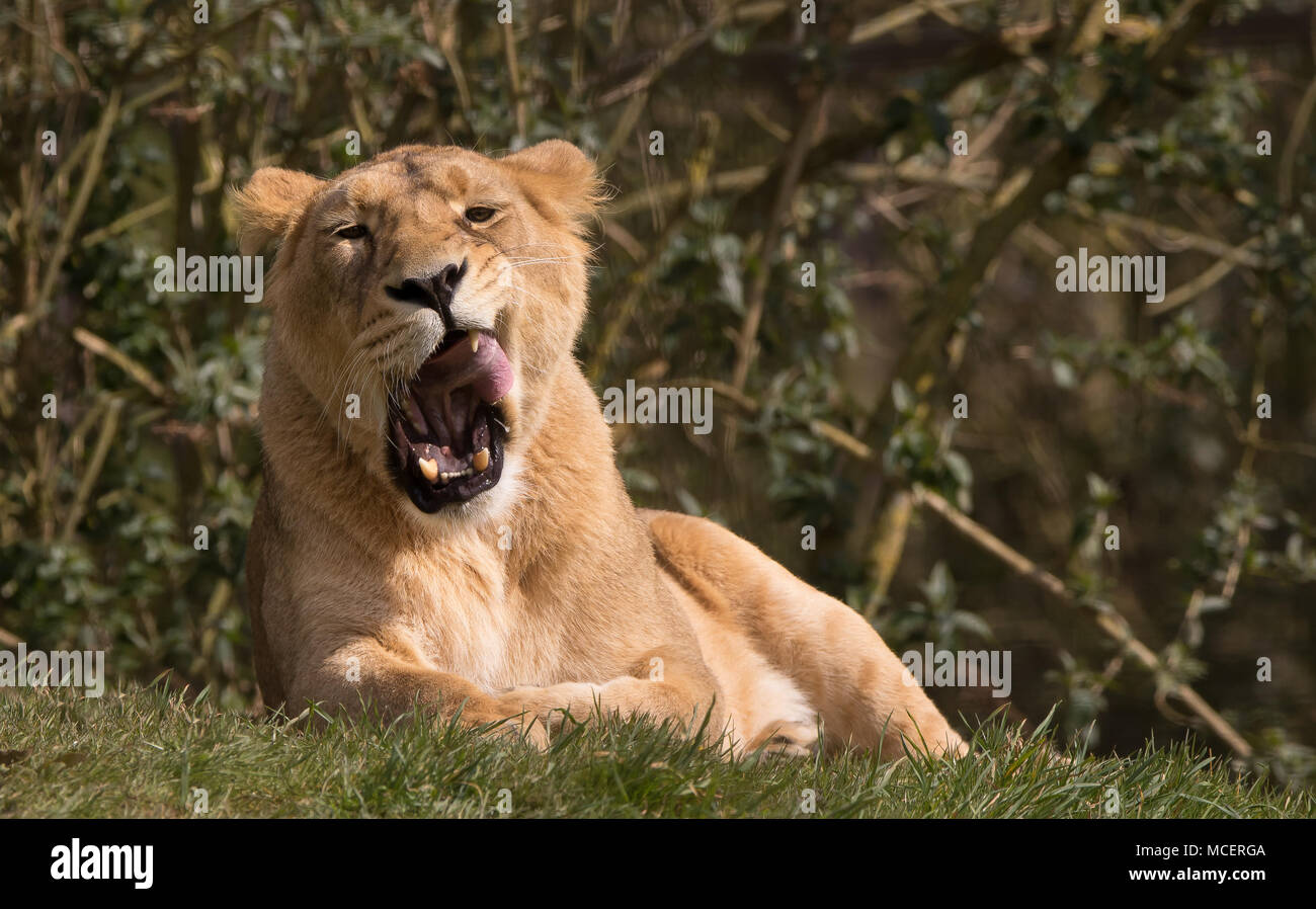 Front view close up of captive Asiatic lioness (Panthera leo persica) isolated outdoors relaxing in UK sunshine, mouth wide open, licking lips in yawn. Stock Photo
