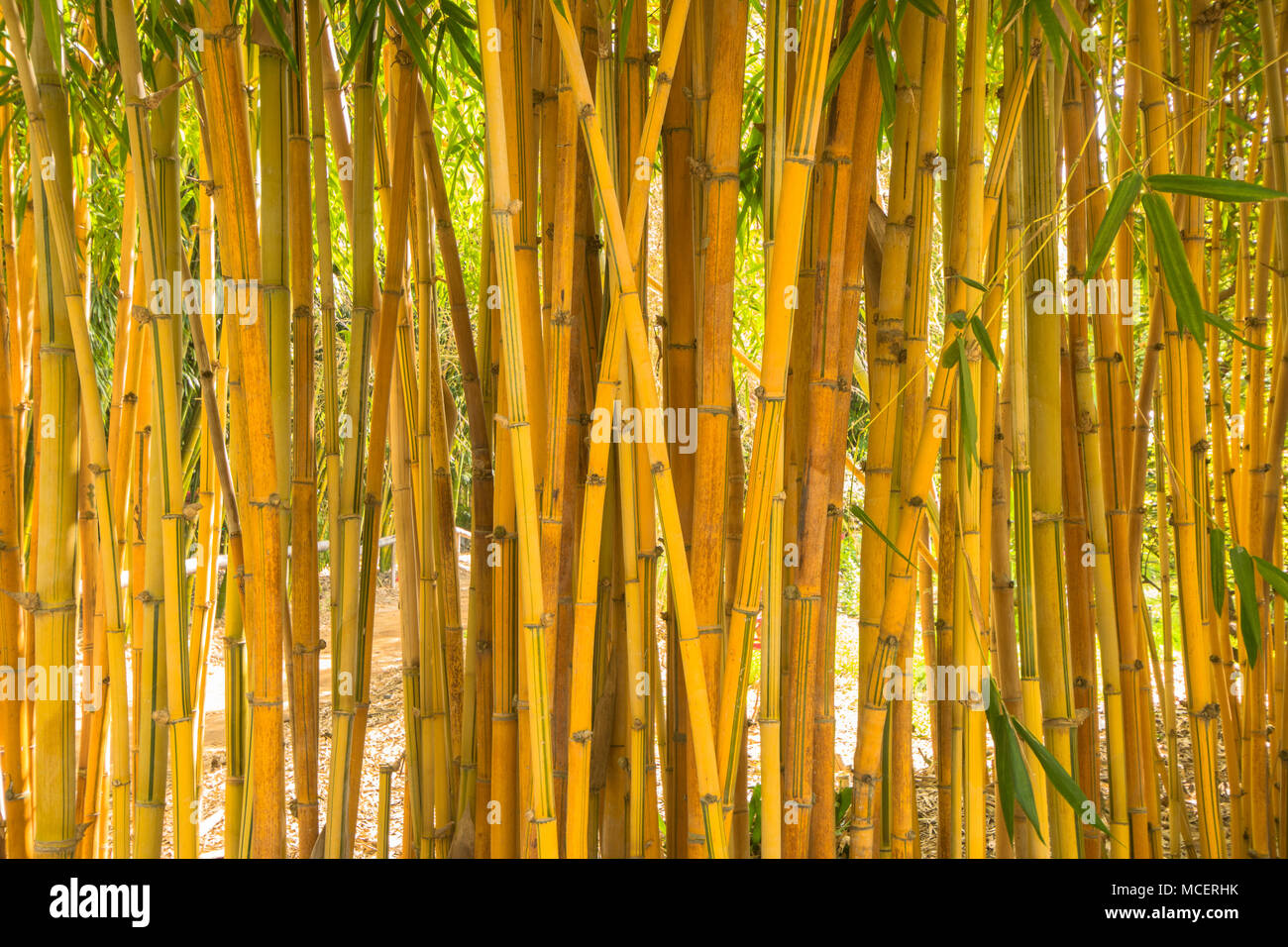 Download Yellow Japanese Bamboo Stock Photo Alamy PSD Mockup Templates