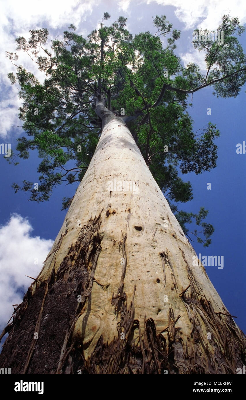 Eucalyptus grandis - Flooded Gum: at over 76.2 m this tree situated in the Wang Wauk State Forest on Stony Creek Road just off the Pacific Highway just north of Bulahdelah is reported to be the tallest tree in NSW, Australia Stock Photo