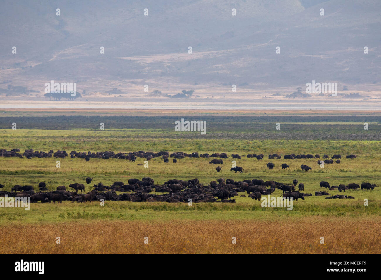 HERD OF AFRICAN CAPE BUFFALO (SYNCERUS CAFFER) AND ONE EASTERN BLACK RHINOCEROS (DICEROS BICORNIS MICHAELI) FEEDING IN NGORONGORO CRATER Stock Photo