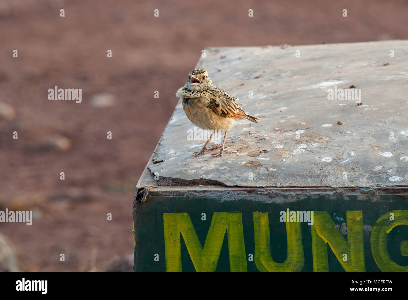 FAWN-COLOURED LARK (CALENDULAUDA AFRICANOIDES) SINGING FOR MATE FROM SIGN, NGORONGORO CONSERVATION AREA, TANZANIA Stock Photo