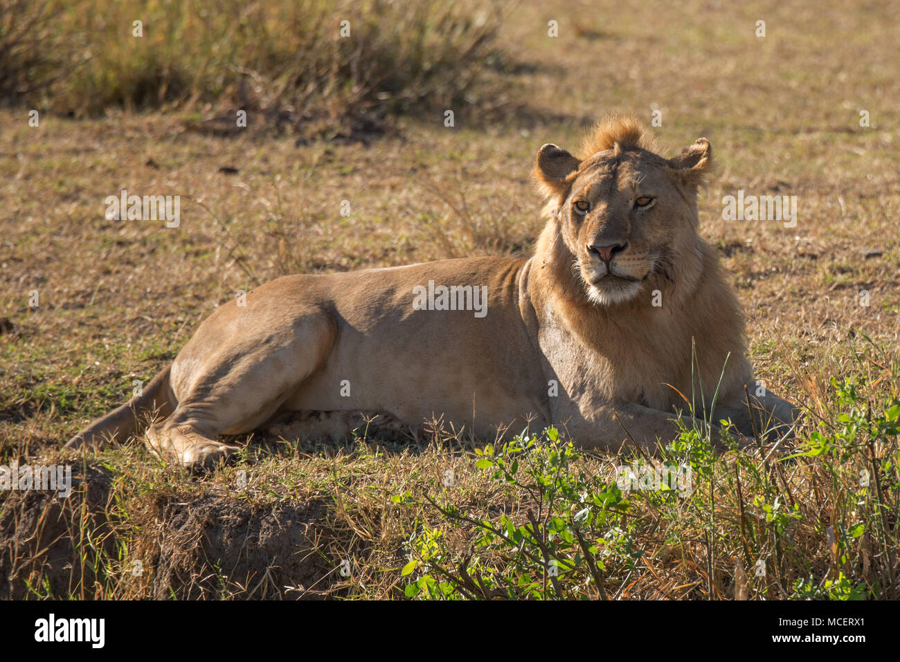 MALE LION (PANTHERA LEO) LAYING DOWN, SERENGETI NATIONAL PARK, TANZANIA Stock Photo
