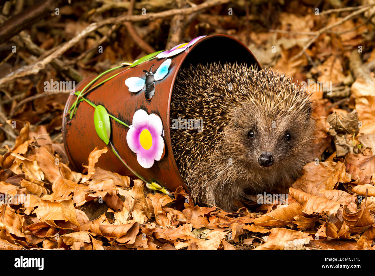 Hedgehog in a colourful plantpot. Facing forward.  Horizontal. Wild, native, European hedgehog with golden leaves.  Erinaceus europaeus. Stock Photo