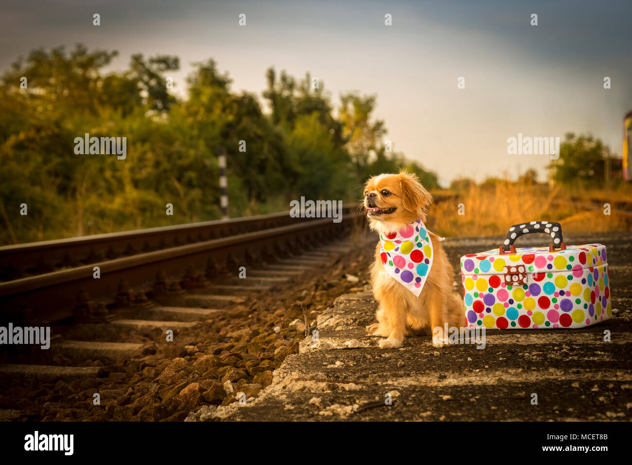 Puppy dog waiting the train Stock Photo - Alamy