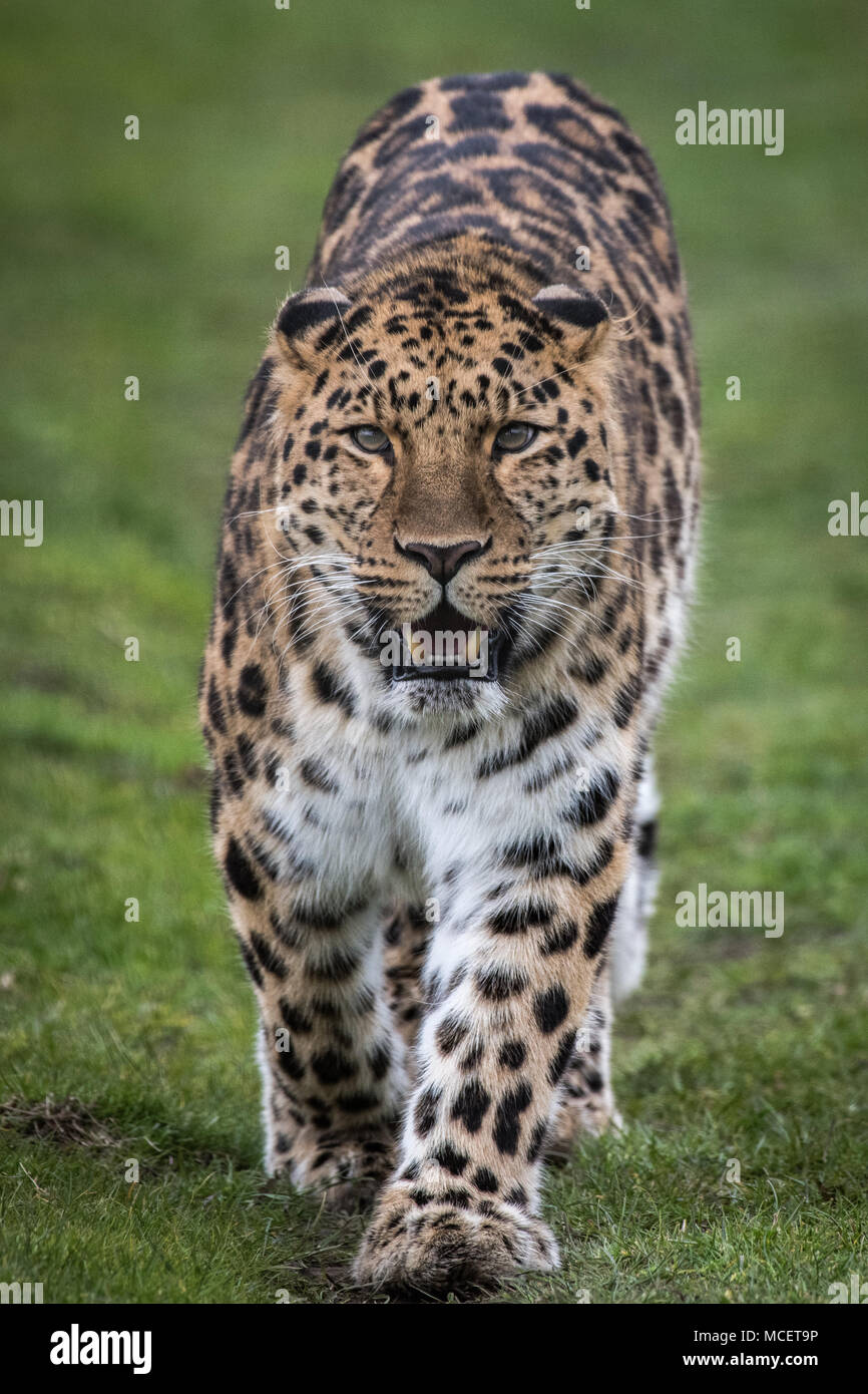leopard big cat front facing walking Stock Photo