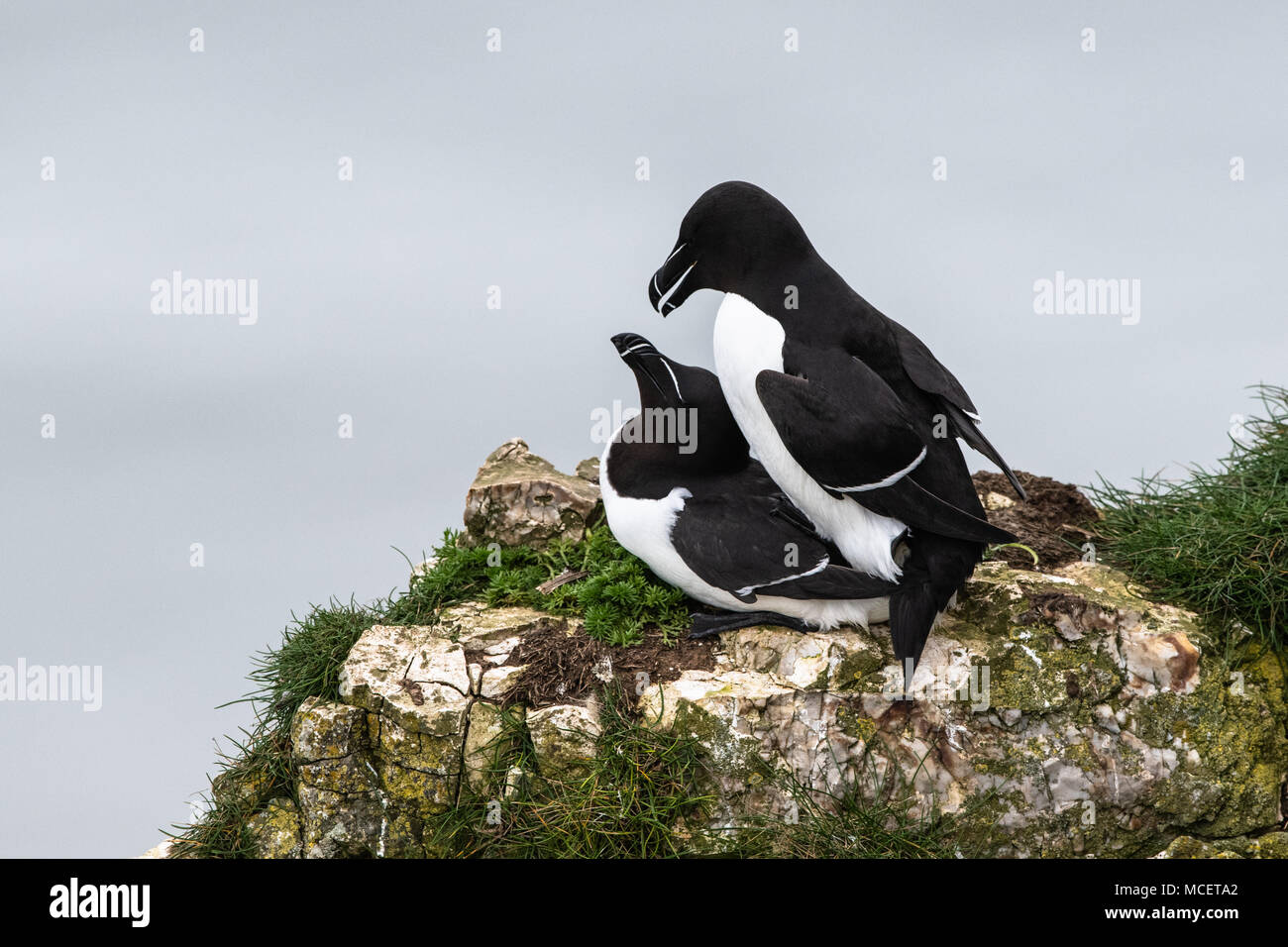 Mating of two razorbill birds on cliff edge Stock Photo