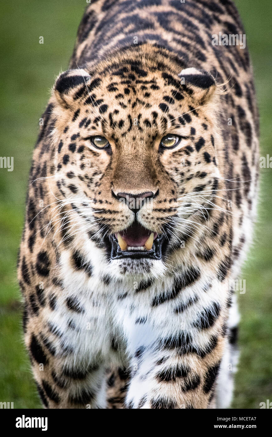 leopard front on head shot Stock Photo