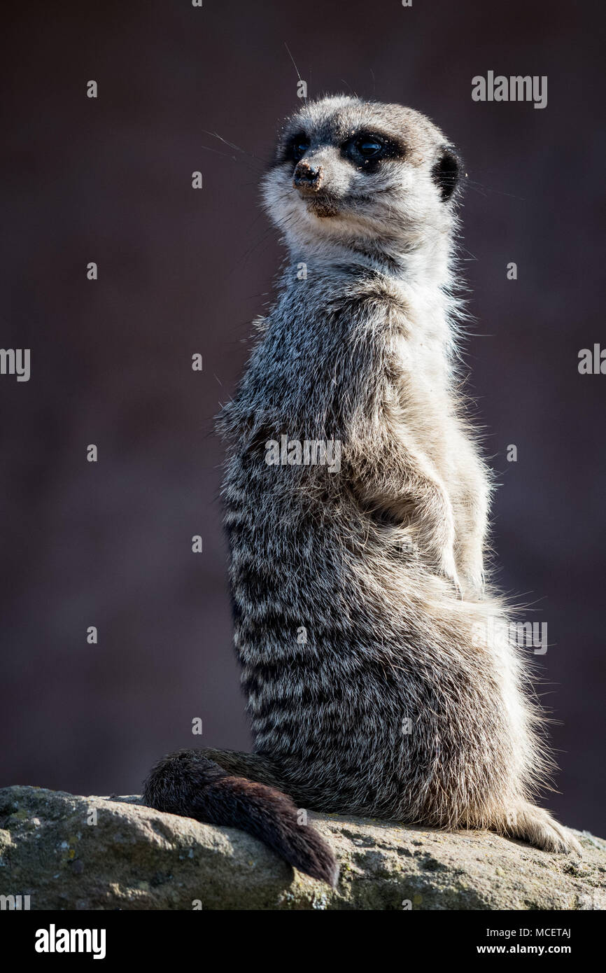 Meerkat standing head turned watching for danger Stock Photo
