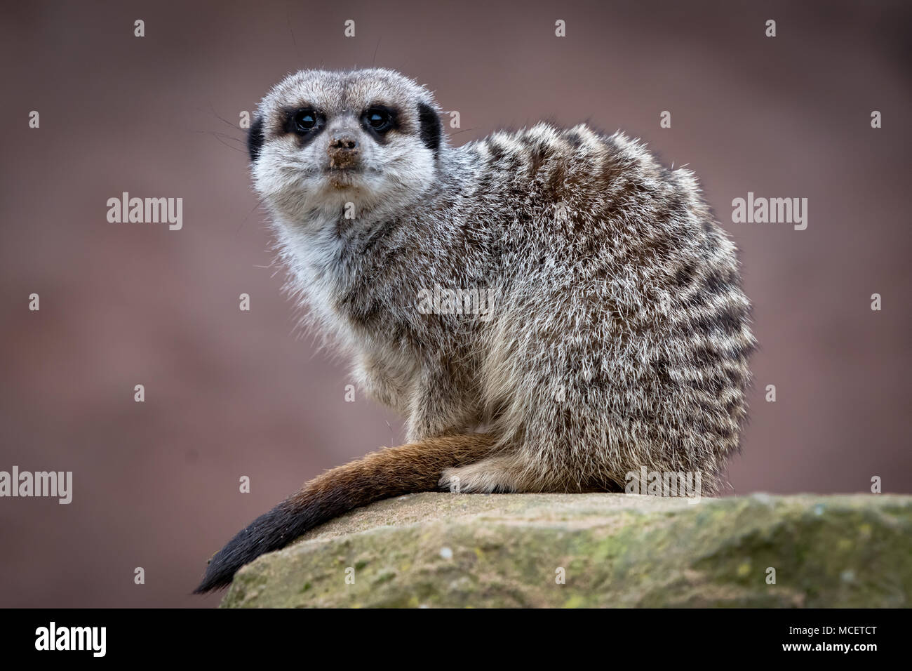 Meerkat sitting looking for danger Stock Photo - Alamy