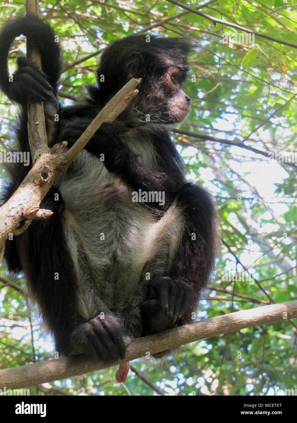 Monkey near Puerto Morelos, Mexico Stock Photo