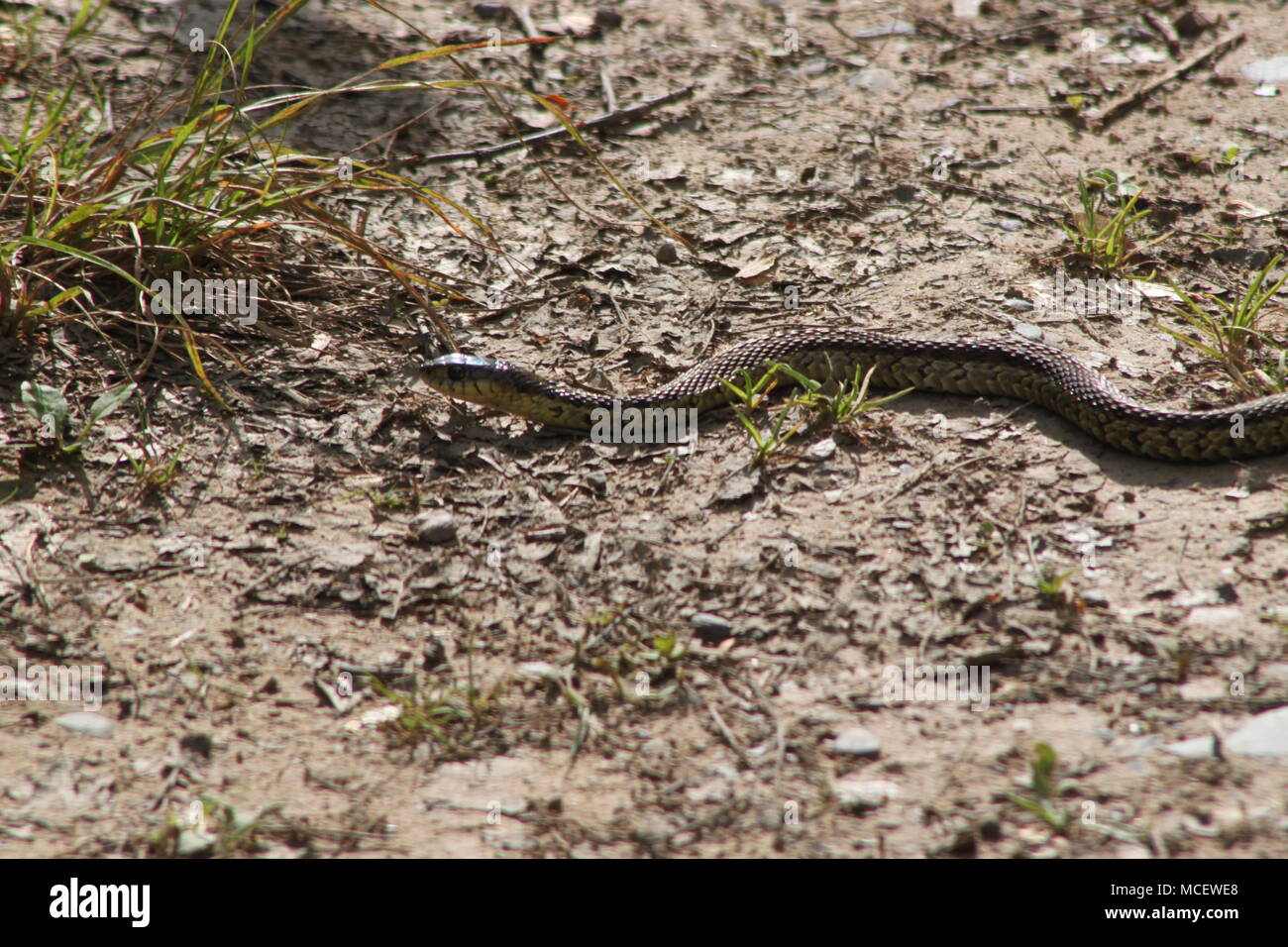 Garter Snake near Musquodoboit River, Meagher's Grant, Nova Scotia, Canada Stock Photo