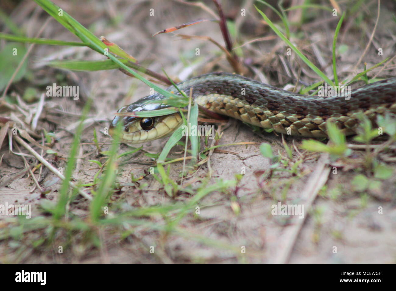 Garter Snake near Musquodoboit River, Meagher's Grant, Nova Scotia, Canada Stock Photo