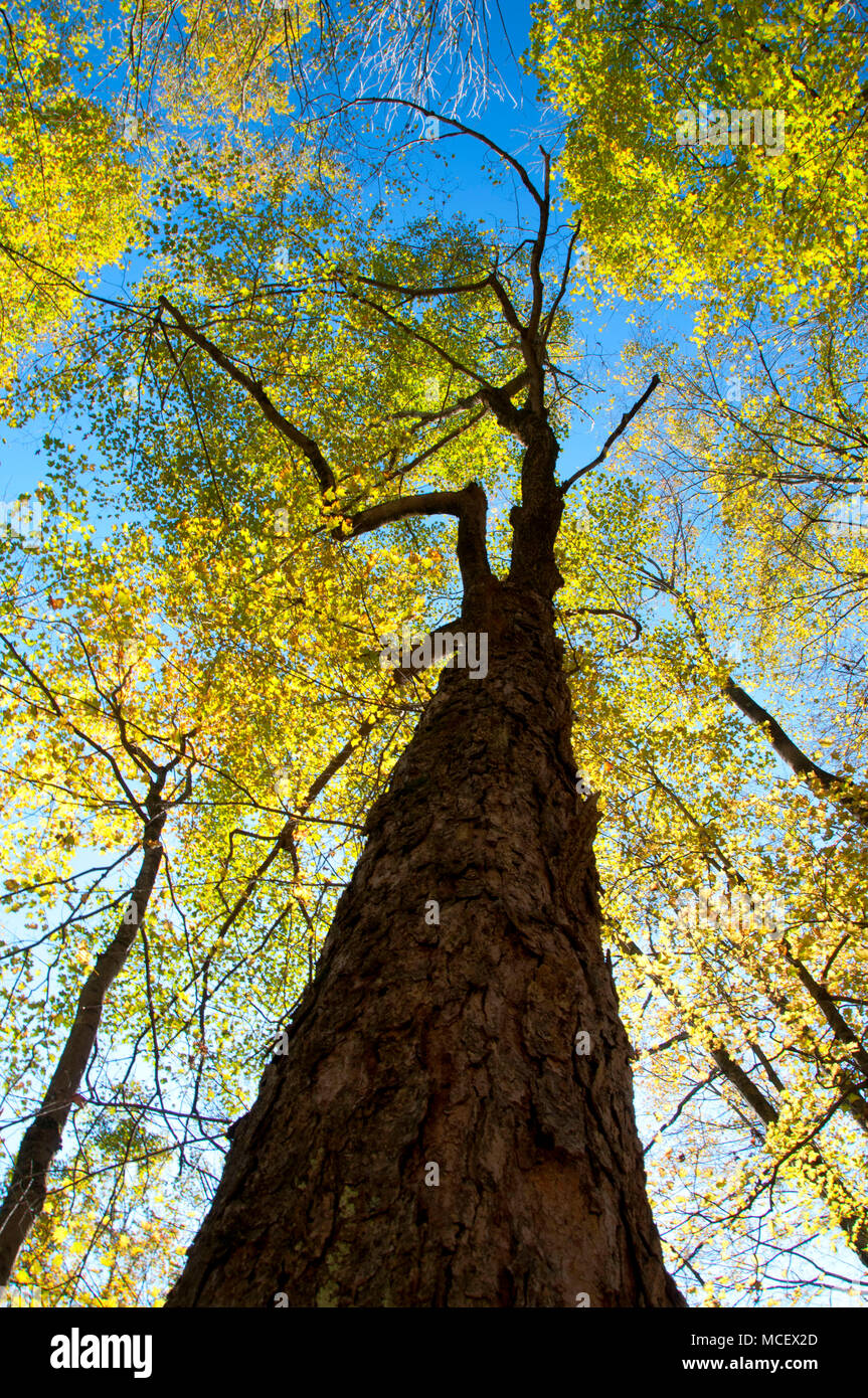 Forest canopy, Macedonia Brook State Park, Connecticut Stock Photo Alamy