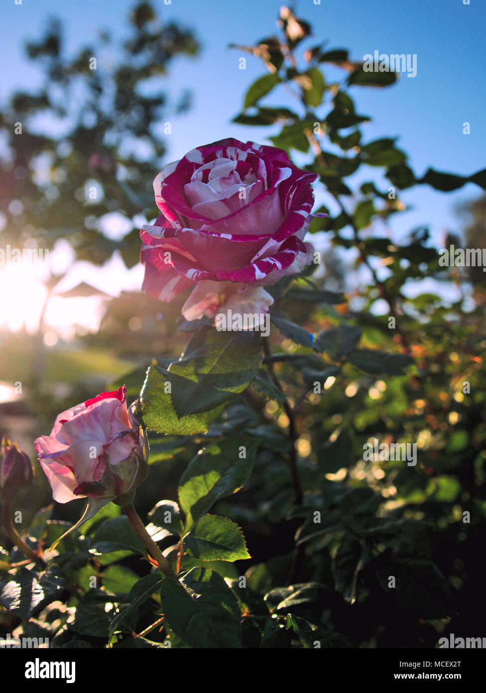 Roses in the sunset Stock Photo