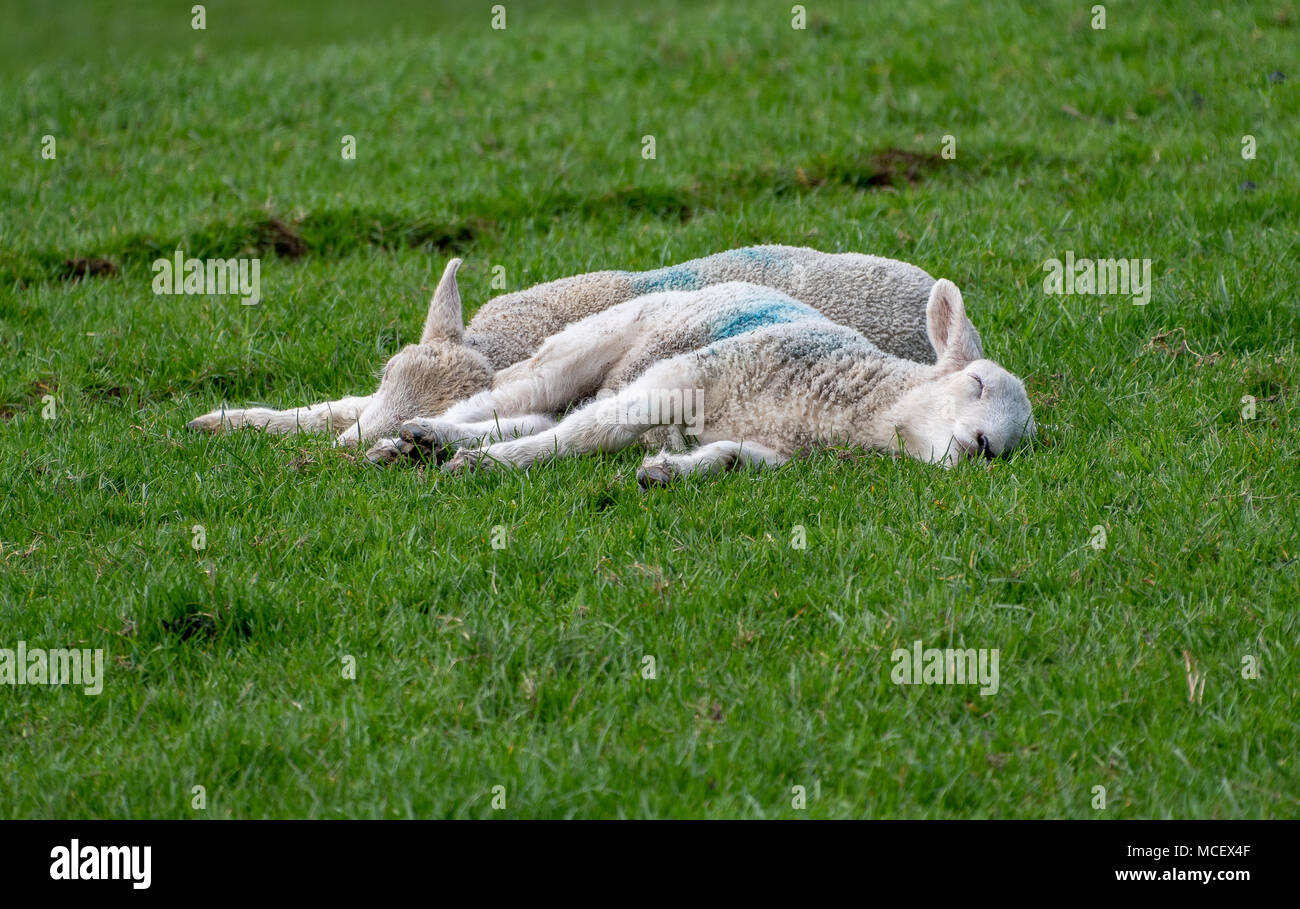 baby lambs sleeping in a field Stock Photo Alamy