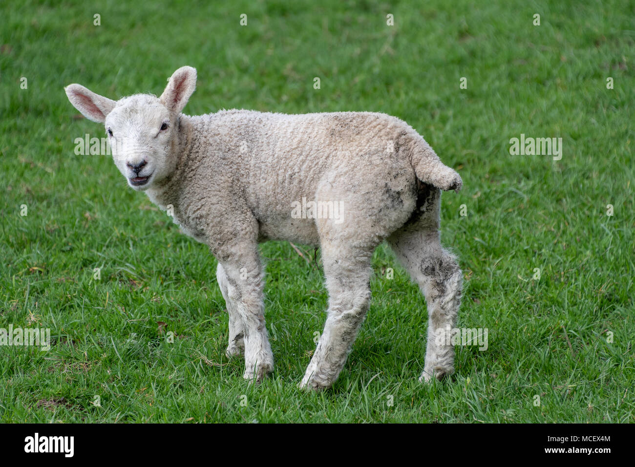 New baby lambs in a field Stock Photo Alamy