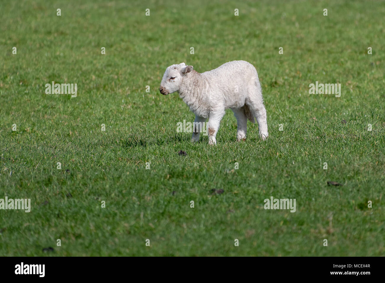 New baby lambs in a field Stock Photo - Alamy