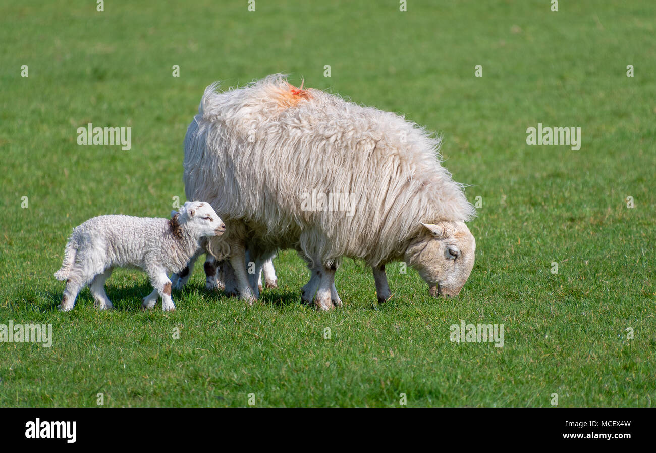 Baby lambs in a field with their mother Stock Photo - Alamy
