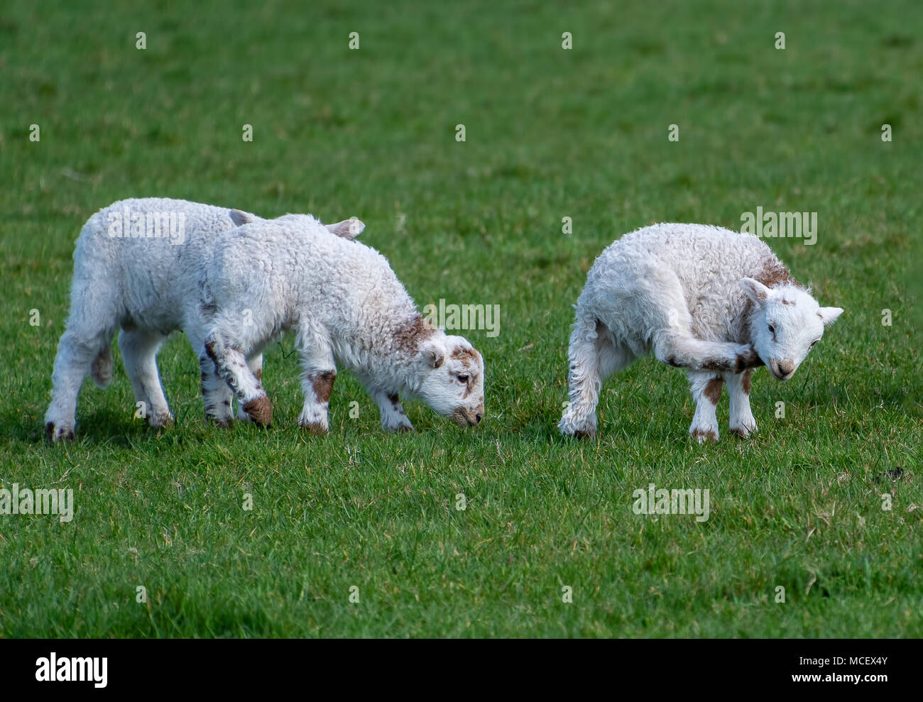 New baby lambs in a field Stock Photo Alamy