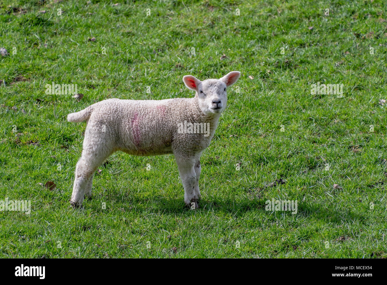 New baby lambs in a field Stock Photo Alamy