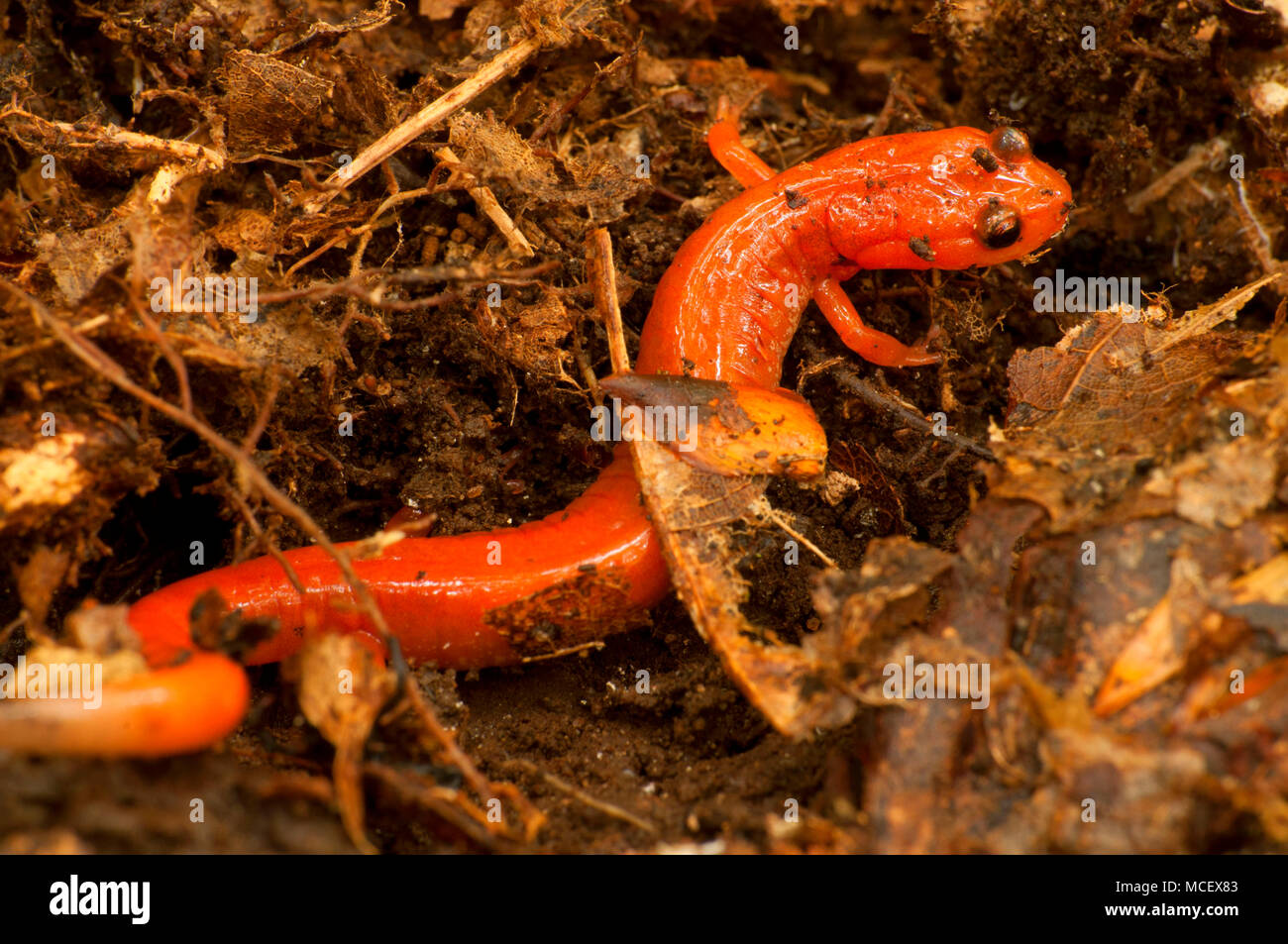 Orange Salamanders