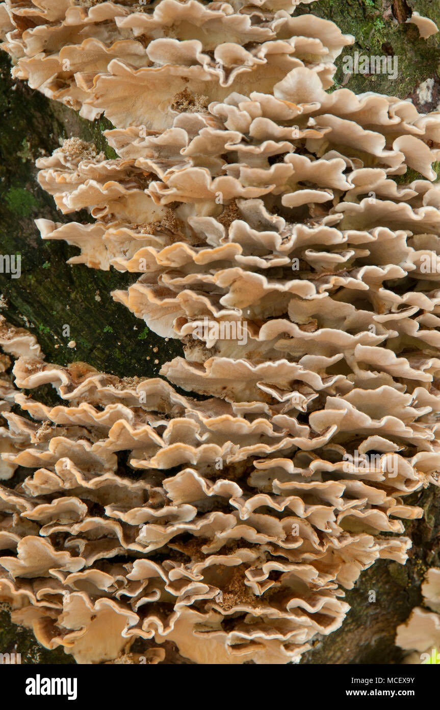 Fungi, Great Pond State Forest, Connecticut Stock Photo Alamy