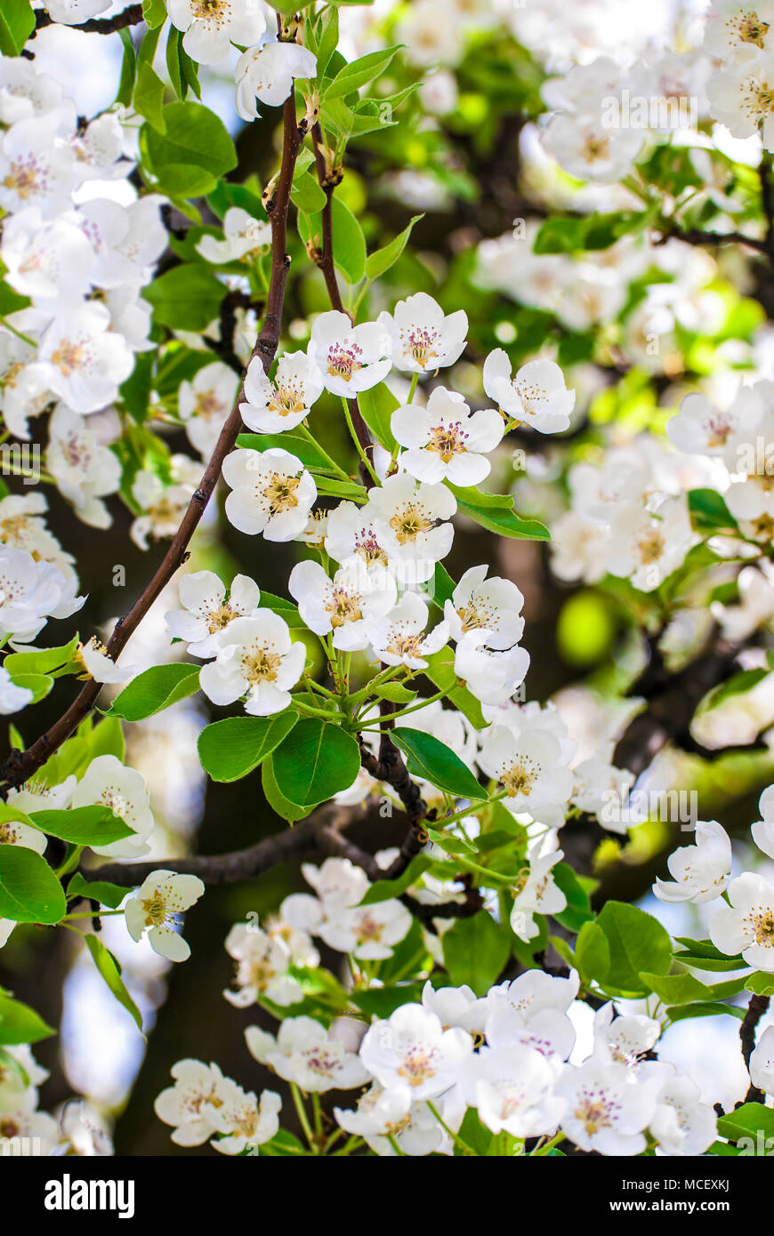 Branches of white spring blossom in soft focus. Stock Photo