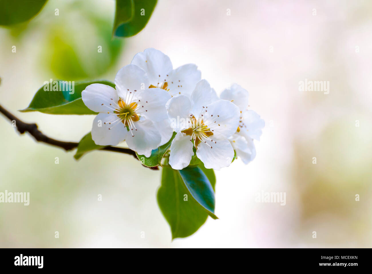 Branch of white spring blossom in soft focus. Stock Photo