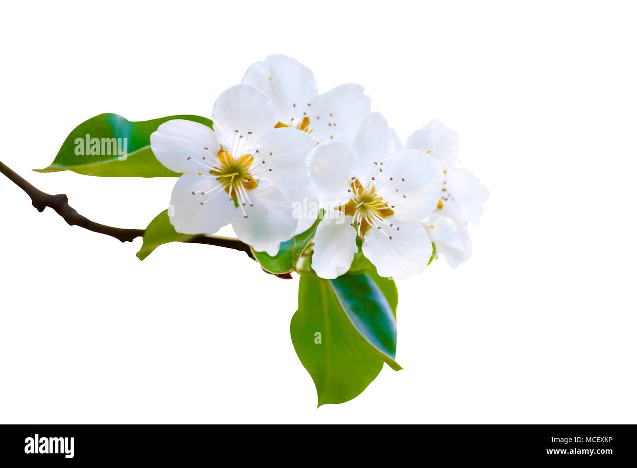 Branch of white spring blossom in soft focus. Shallow DOF. Isolated on white. Path included. Stock Photo