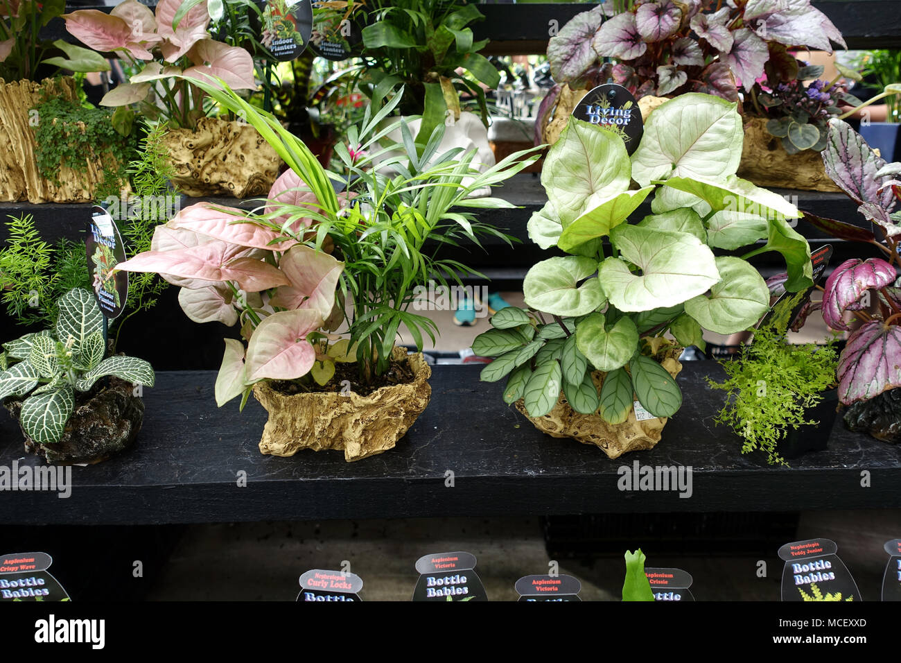 Indoor planters - Indoor plants on display Stock Photo