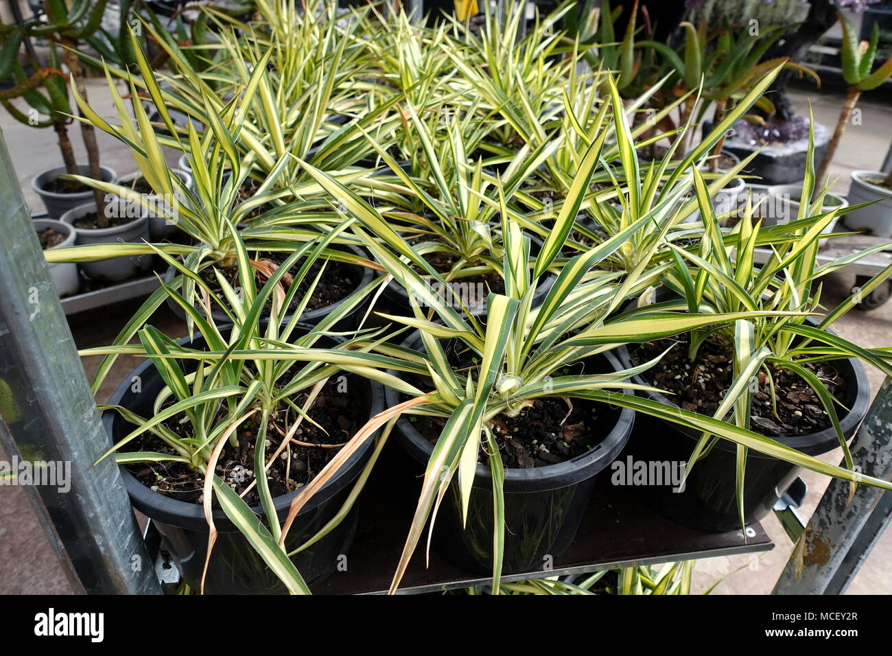 Yucca filamentosa Color Guard or known as  Adam's Needle plants on display Stock Photo