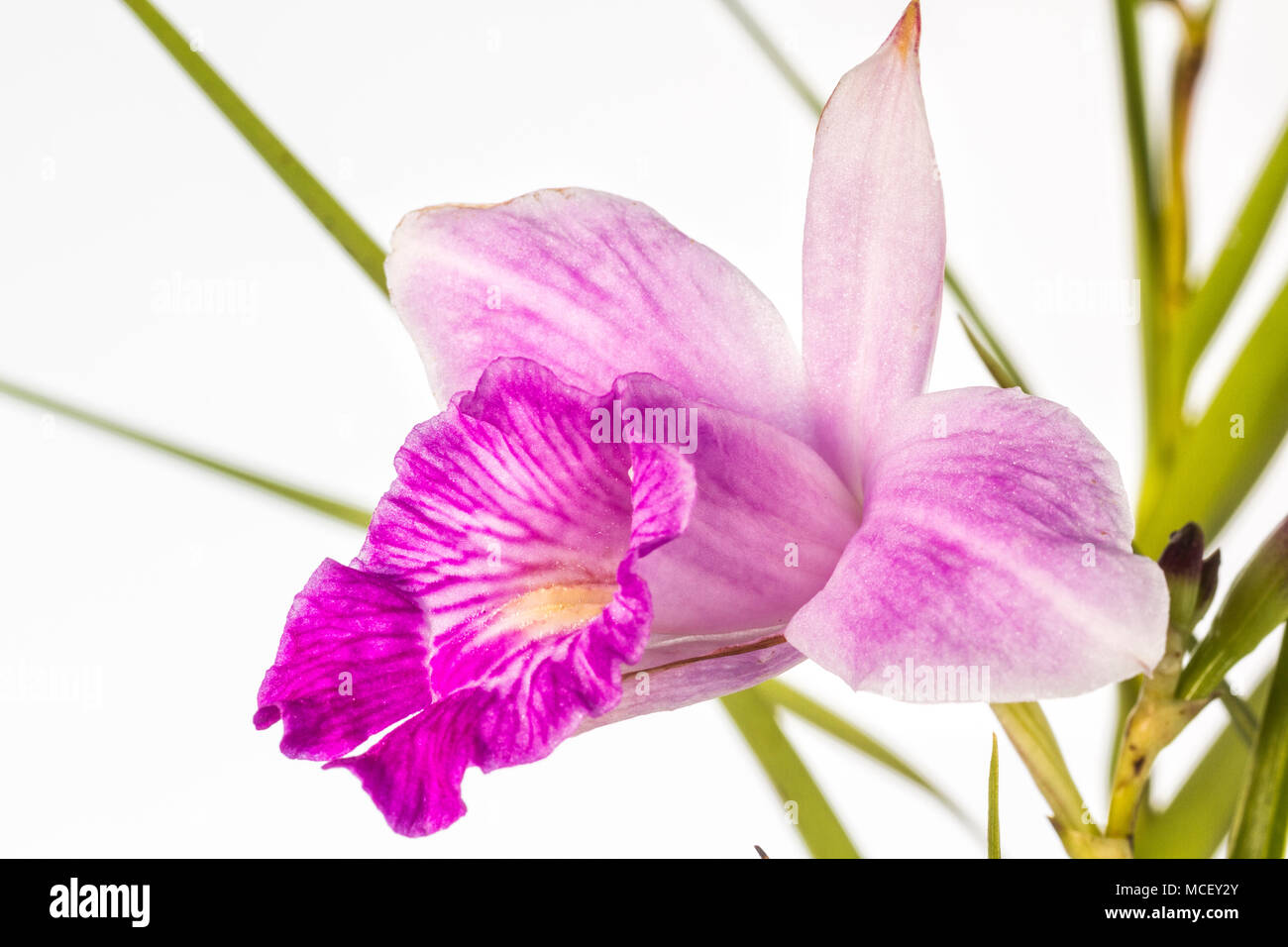 Bamboo orchid (Arundina graminifolia). Florianopolis, Santa Catarina, Brazil. Stock Photo