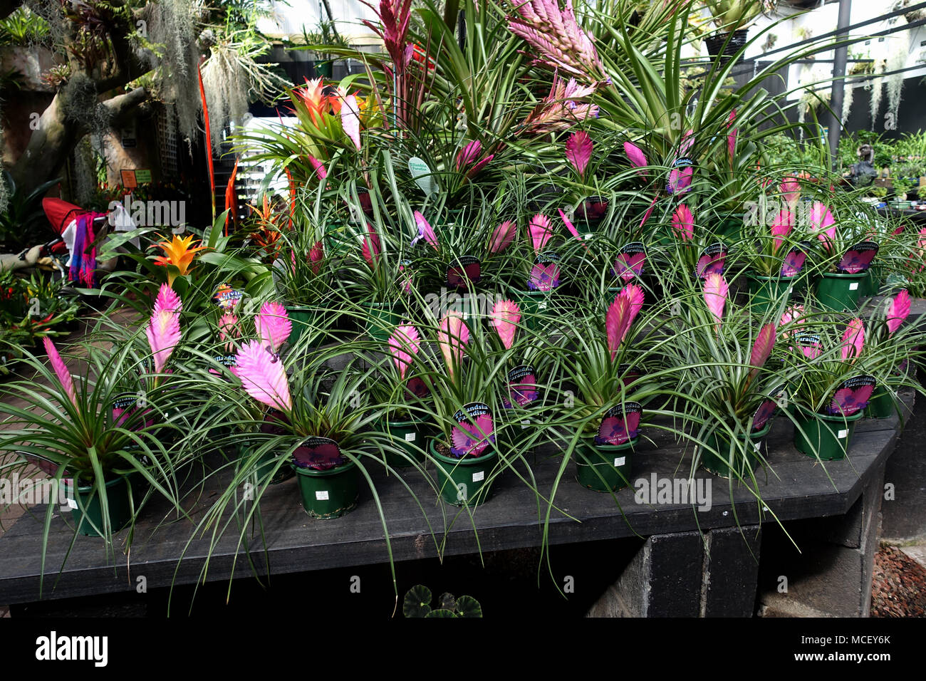 Tillandsia Genus or known as Pink Quill Plant Stock Photo