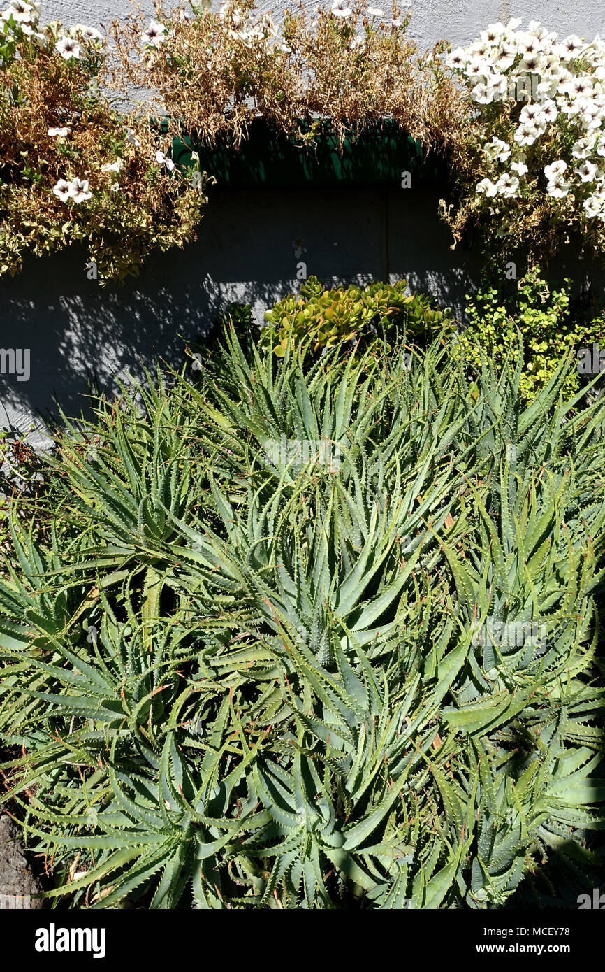 Aloe vera plants growing on the ground Stock Photo